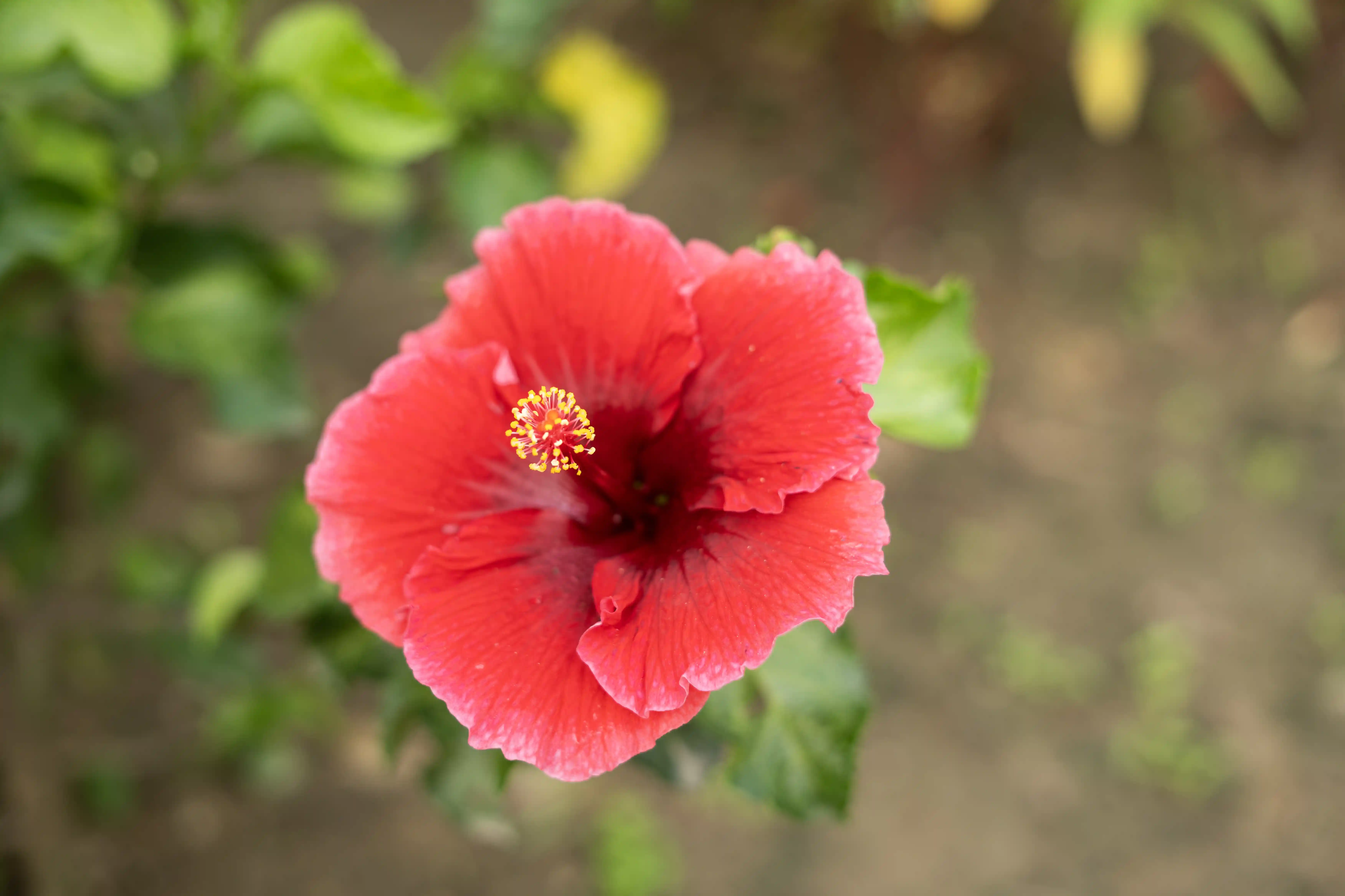 Flower garden