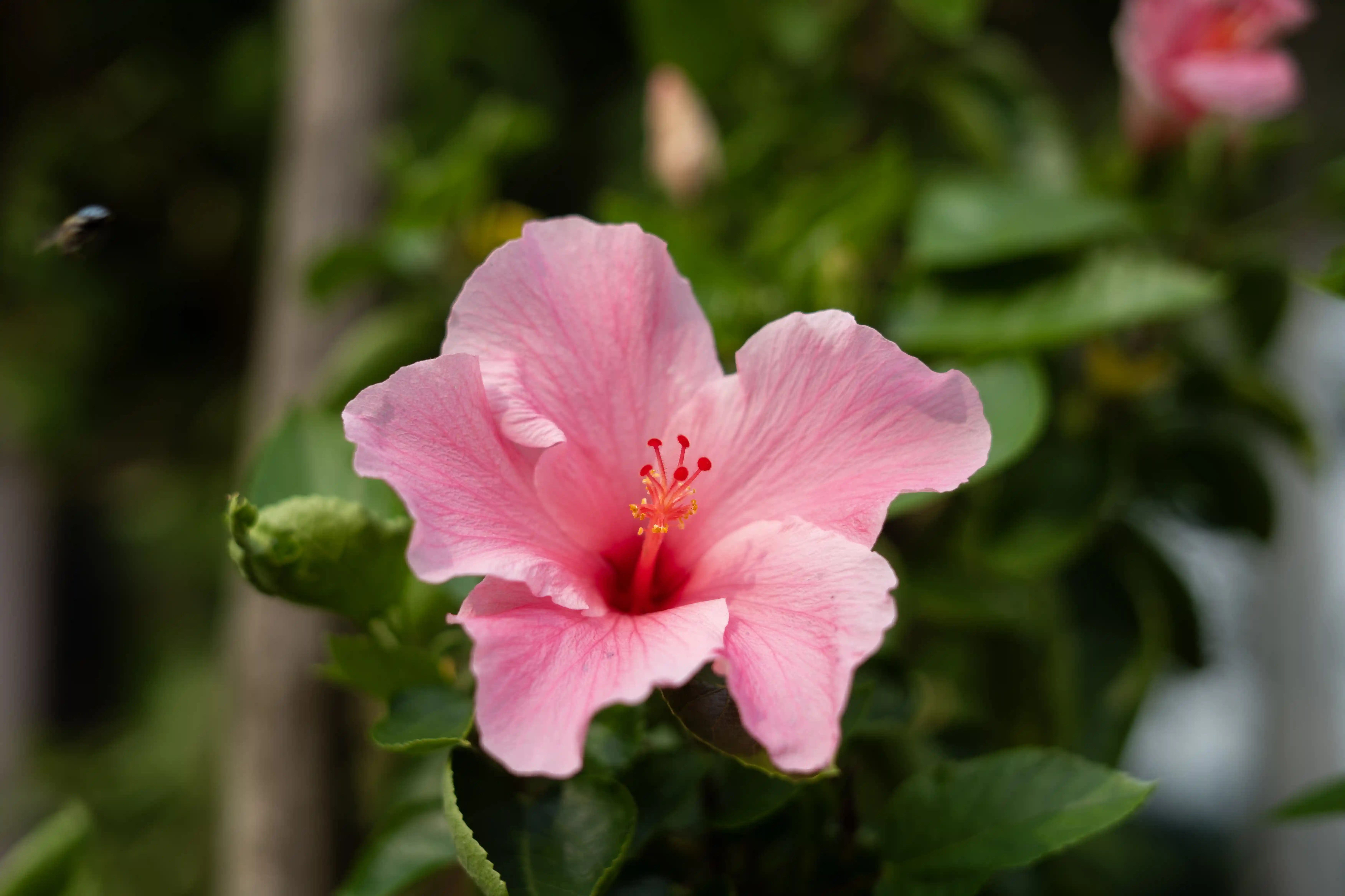 Flower garden