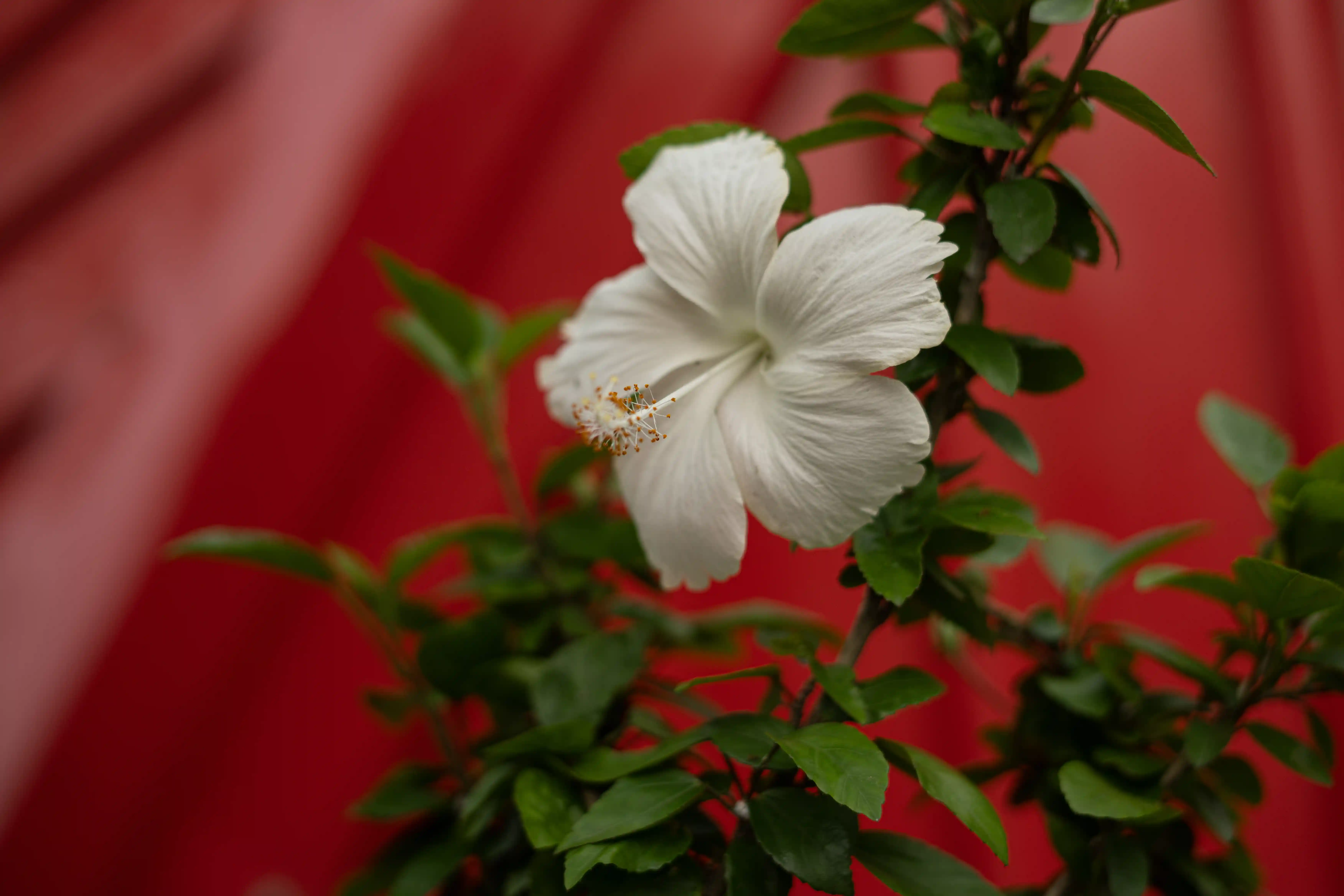 Flower garden