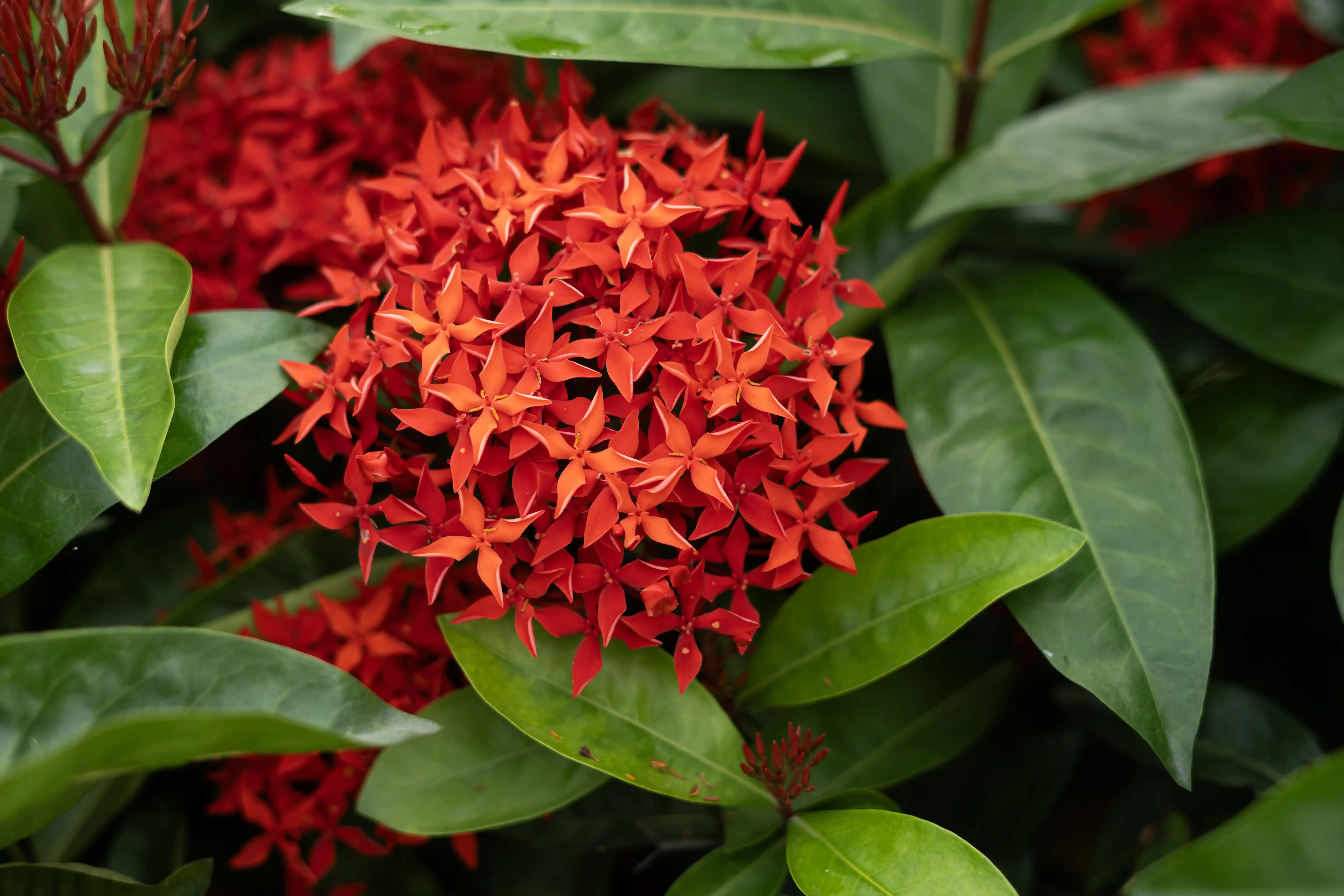 Flower garden