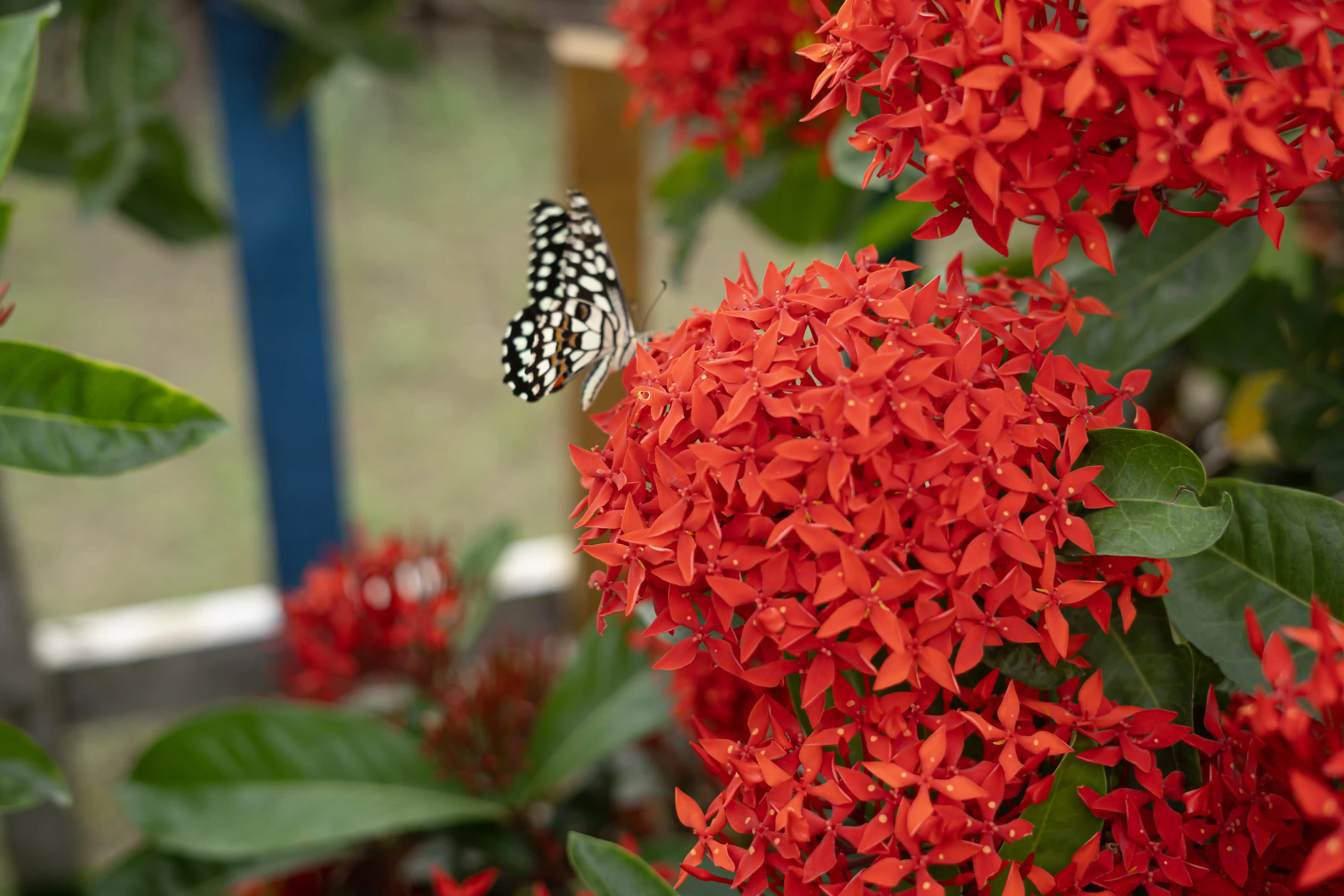 Flower garden